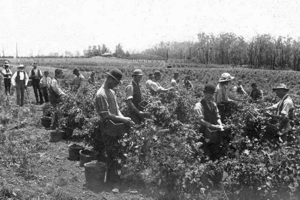 Picking berries 1897